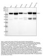 Anti-PKC delta PRKCD Rabbit Monoclonal Antibody