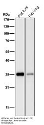 Anti-Lactate Dehydrogenase LDHA Rabbit Monoclonal Antibody
