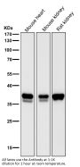 Anti-Lactate Dehydrogenase LDHA Rabbit Monoclonal Antibody
