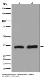 Anti-Lactate Dehydrogenase LDHA Rabbit Monoclonal Antibody