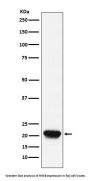 Anti-RHEB Rabbit Monoclonal Antibody