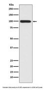 Anti-LRP1/Lrp 1 Cluster Ii Rabbit Monoclonal Antibody
