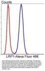 Anti-LRP1/Lrp 1 Cluster Ii Rabbit Monoclonal Antibody