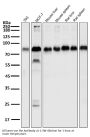 Anti-LRP1/Lrp 1 Cluster Ii Rabbit Monoclonal Antibody