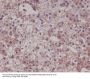Anti-LRP1/Lrp 1 Cluster Ii Rabbit Monoclonal Antibody