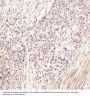Anti-LRP1/Lrp 1 Cluster Ii Rabbit Monoclonal Antibody