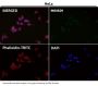 Anti-LRP1/Lrp 1 Cluster Ii Rabbit Monoclonal Antibody