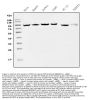 Anti-EEF2 Picoband® Antibody (monoclonal, 5F5)