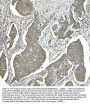 Anti-EEF2 Picoband® Antibody (monoclonal, 5F5)