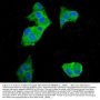 Anti-EEF2 Picoband® Antibody (monoclonal, 5F5)