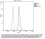 Anti-EEF2 Picoband® Antibody (monoclonal, 5F5)