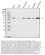 Anti-YY1 Antibody Picoband® (monoclonal, 2C10F9)