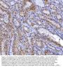 Anti-YY1 Antibody Picoband® (monoclonal, 2C10F9)