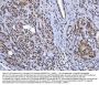 Anti-YY1 Antibody Picoband® (monoclonal, 2C10F9)
