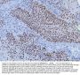 Anti-YY1 Antibody Picoband® (monoclonal, 2C10F9)