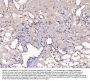 Anti-YY1 Antibody Picoband® (monoclonal, 2C10F9)
