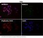 Anti-YY1 Rabbit Monoclonal Antibody