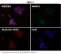 Anti-YY1 Rabbit Monoclonal Antibody