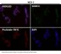 Anti-YY1 Rabbit Monoclonal Antibody