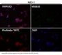 Anti-YY1 Rabbit Monoclonal Antibody