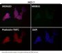 Anti-YY1 Rabbit Monoclonal Antibody