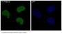 Anti-YY1 Rabbit Monoclonal Antibody