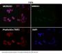 Anti-YY1 Rabbit Monoclonal Antibody