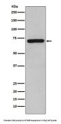 Anti-RelB Rabbit Monoclonal Antibody