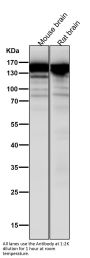 Anti-SOS1 Rabbit Monoclonal Antibody