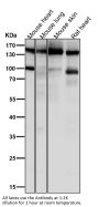 Anti-SOS1 Rabbit Monoclonal Antibody