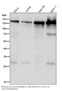 Anti-SOS1 Rabbit Monoclonal Antibody