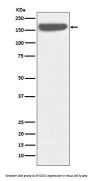 Anti-SOS1 Rabbit Monoclonal Antibody