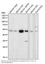 Anti-HDAC3 Rabbit Monoclonal Antibody