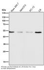 Anti-HDAC3 Rabbit Monoclonal Antibody