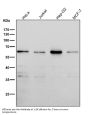Anti-PAX7 Rabbit Monoclonal Antibody
