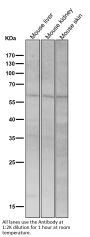 Anti-PAX7 Rabbit Monoclonal Antibody