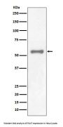 Anti-PAX7 Rabbit Monoclonal Antibody