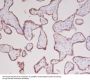 Anti-Growth Hormone GH1 Rabbit Monoclonal Antibody