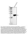 Anti-Growth Hormone GH1 Rabbit Monoclonal Antibody