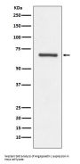 Anti-Angiopoietin 1 ANGPT1 Rabbit Monoclonal Antibody