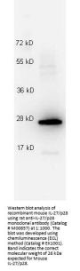 Anti-Mouse IL-27/P28 Monoclonal Antibody