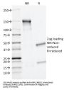 Anti-MRP1 / ABCC1 (Multidrug Resistance Related Protein 1) Monoclonal Antibody