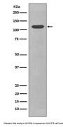 Anti-CD34 Rabbit Monoclonal Antibody