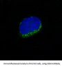 Anti-CD34 Rabbit Monoclonal Antibody