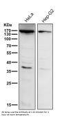 Anti-APAF1 Rabbit Monoclonal Antibody