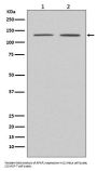 Anti-APAF1 Rabbit Monoclonal Antibody