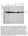 Anti-Calreticulin Rabbit Monoclonal Antibody