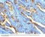 Anti-FSH-Receptor (Ovarian Marker) Monoclonal Antibody