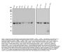 Anti-GNAQ Antibody Picoband® (monoclonal, 13H4)