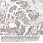 Anti-GNAQ Antibody Picoband® (monoclonal, 13H4)